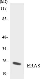 ERAS Antibody (aa177-226)