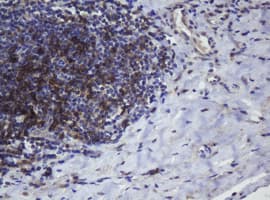 CD4 Antibody (clone OTI2D4)