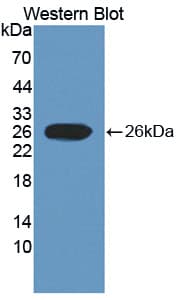 SCUBE3 Antibody (aa807-993, Cy3)