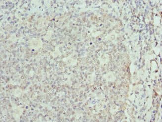 Polyclonal Rabbit anti-Human ELF1 Antibody (IHC, WB)