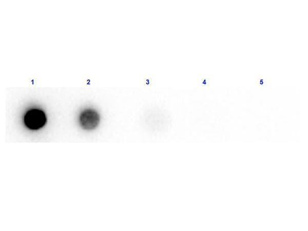 Polyclonal Rabbit anti-Sweet potato Beta Amylase Antibody (Lyophilized, Biotin, WB)