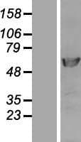 POLD2 Protein (Over-Expression Lysate Myc-DDK (Flag))