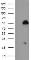 NUCB1 / Nucleobindin Antibody (clone OTI1A5)