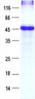 Human ZNF785 Protein (Recombinant His, N-Terminal)