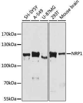 NRP1 / Neuropilin 1 Antibody