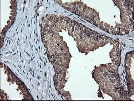 LMO2 Antibody (clone OTI1G10)