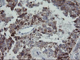 MRPS27 Antibody (clone OTI6E5)