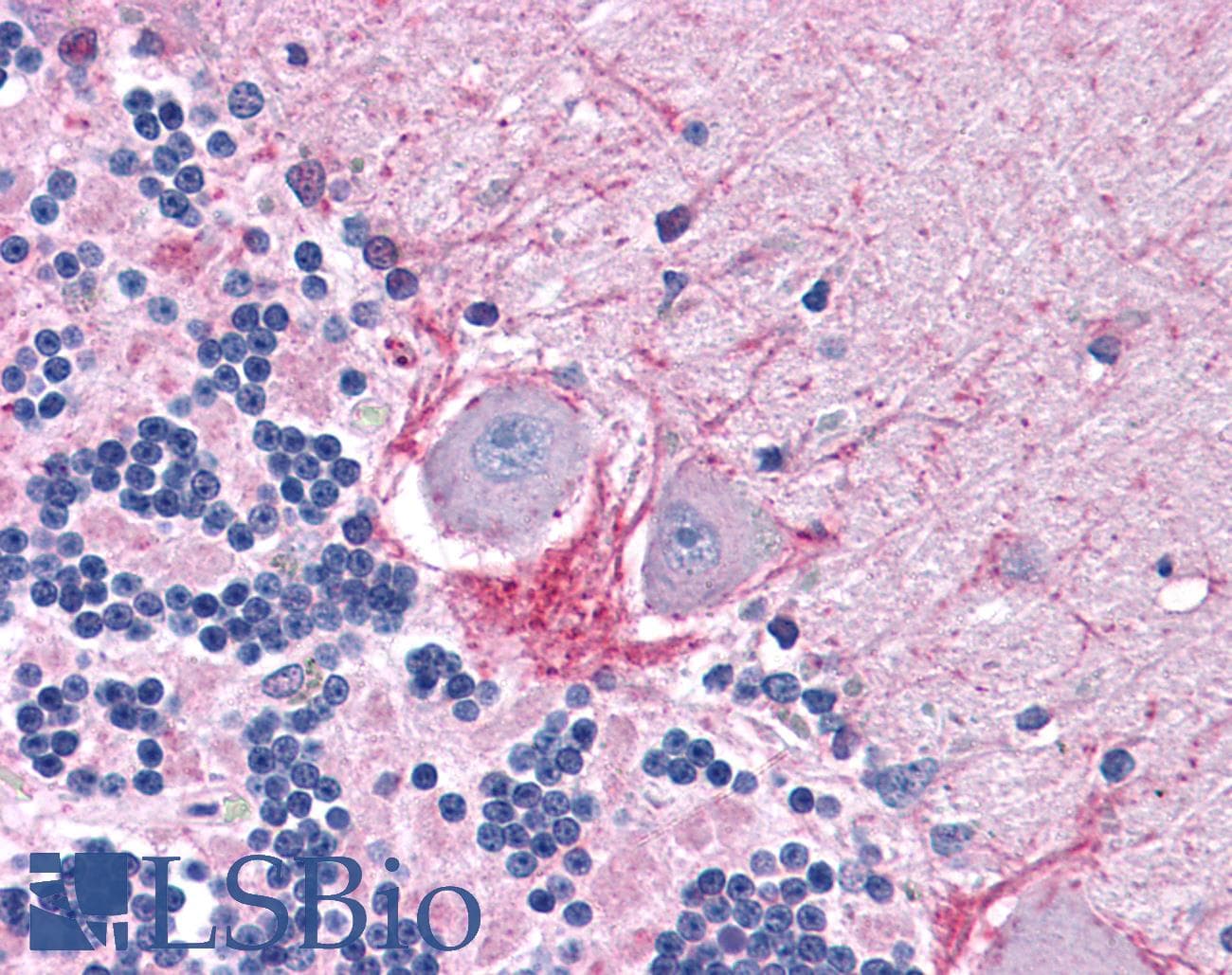 IHC-plus™ DNASE1 / DNase I Antibody