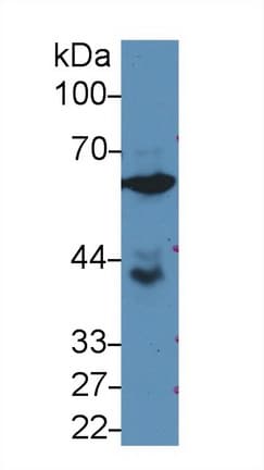 GPI Antibody (aa335-558, Biotin)