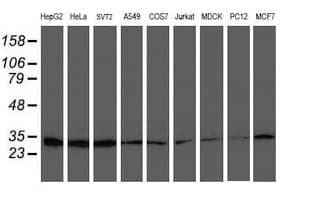 PSMB7 Antibody (clone OTI4D12)