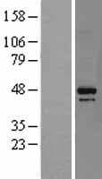 Human DAP3 Protein (Over-Expression Lysate Myc-DDK (Flag))