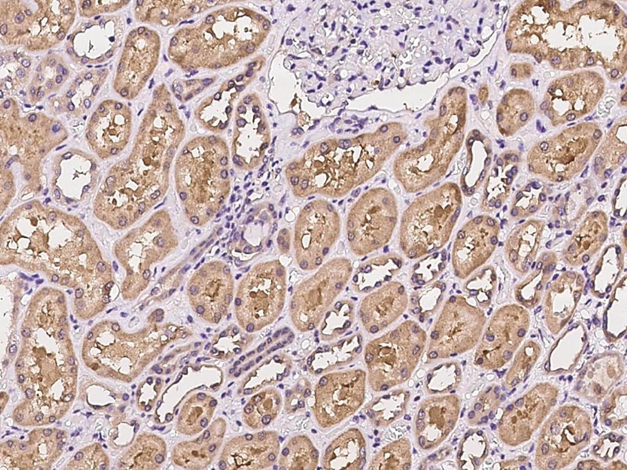 C6orf47 / G4 Antibody