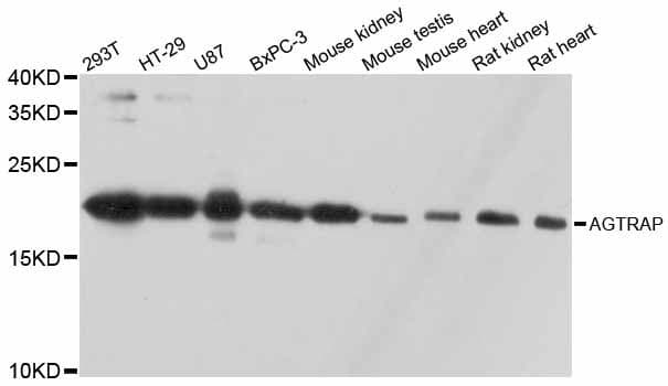 AGTRAP / ATRAP Antibody