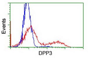 Dipeptidyl Peptidase 3 / DPP3 Antibody (clone OTI 1C11)
