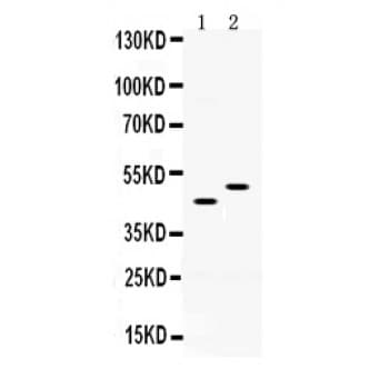 Polyclonal Rabbit anti-Mouse SLC10A1 / NTCP Antibody (aa296-336, IHC, WB)