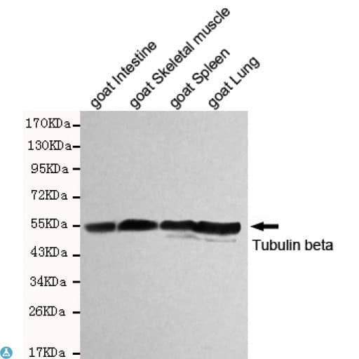 TUBB / Beta Tubulin Antibody
