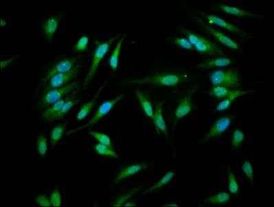 CASP1 / Caspase 1 Antibody