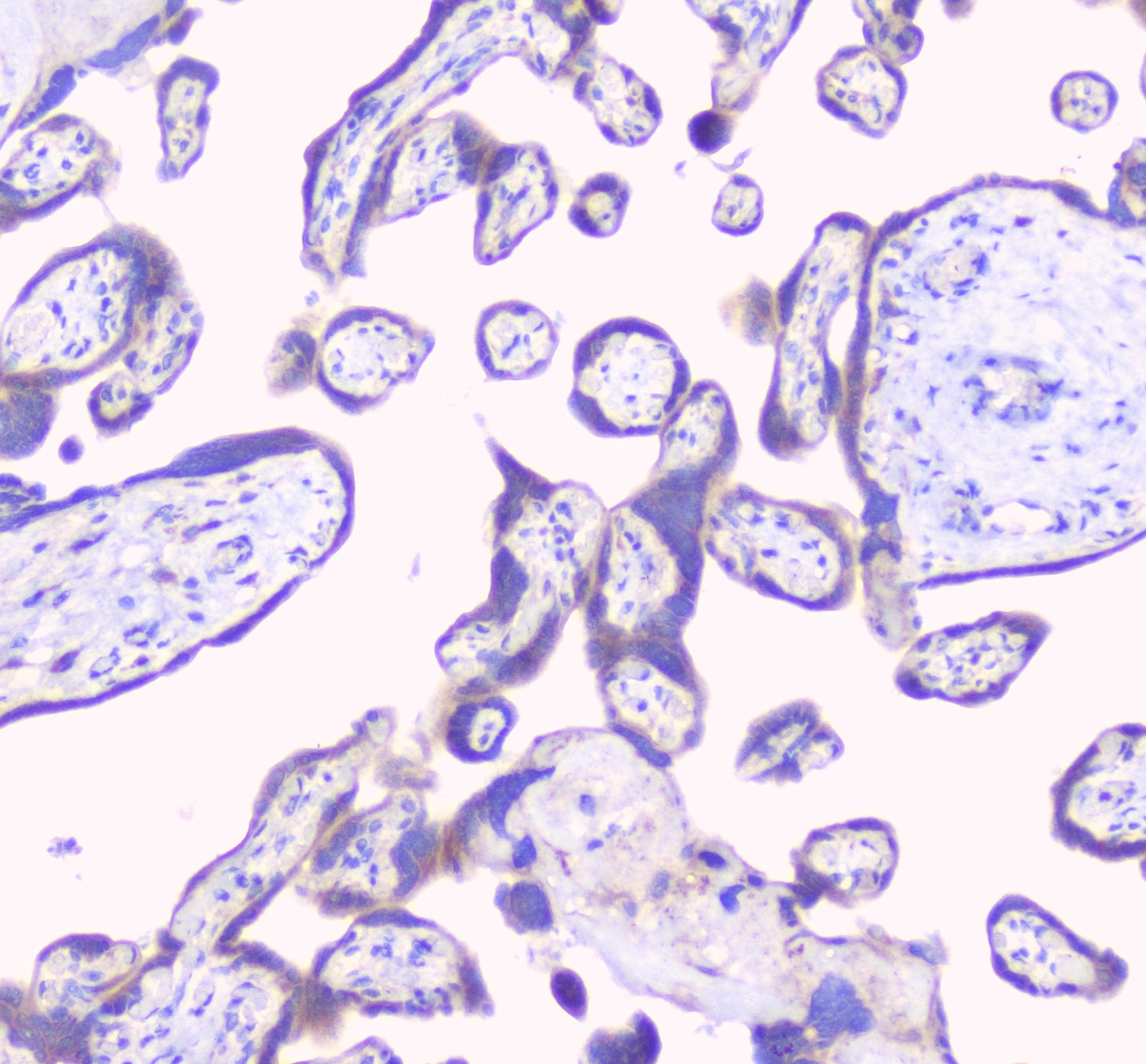 Polyclonal Rabbit anti-Human RPS3 / Ribosomal Protein S3 Antibody (IHC, WB)