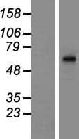 TBC1D3C Protein (Over-Expression Lysate Myc-DDK (Flag))