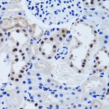 AHSP / EDRF Antibody