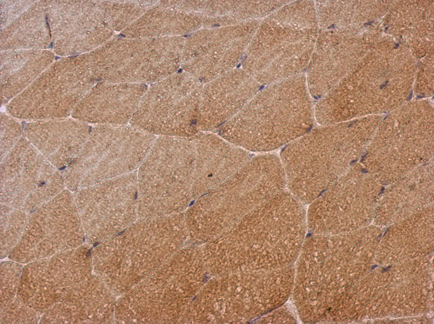SH2D3C / NSP3 Antibody (C-Terminus)