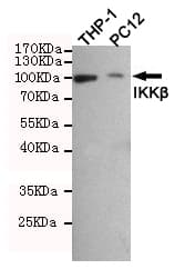 IKBKB / IKK2 / IKK Beta Antibody