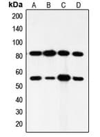 PI3K Alpha+Gamma Antibody (Internal)