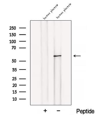 BANP Antibody