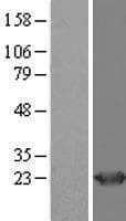 HDDC2 Protein (Over-Expression Lysate Myc-DDK (Flag))
