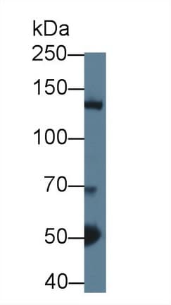 HDAC4 Antibody (aa904-1076, Biotin)