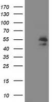 ARFGAP1 Antibody (clone OTI 2C10)