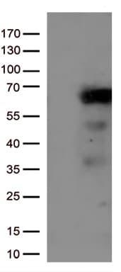 IRF3 Antibody (aa27-169, clone OTI4A1)