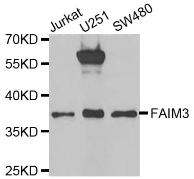 FCMR / FAIM3 Antibody