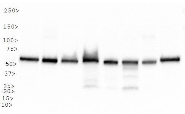 HSPD1 / HSP60 Antibody (Biotin)