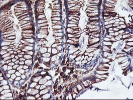 CYP2B6 Antibody (clone OTI3D5)