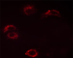 CRK Antibody (phospho-Tyr221)