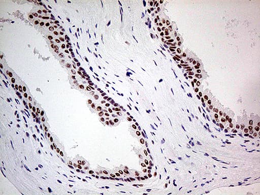 POLR2A / RNA polymerase II Antibody (aa1351-1614, clone OTI1E5)