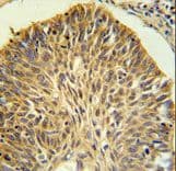 Polyclonal Rabbit anti-Human LRG1 / LRG Antibody (aa86-114, IHC, WB)