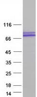 Human HT2A / TRIM32 Protein (Recombinant Myc-DDK (Flag))
