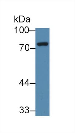 NUAK1 / ARK5 Antibody (aa404-651, PE)