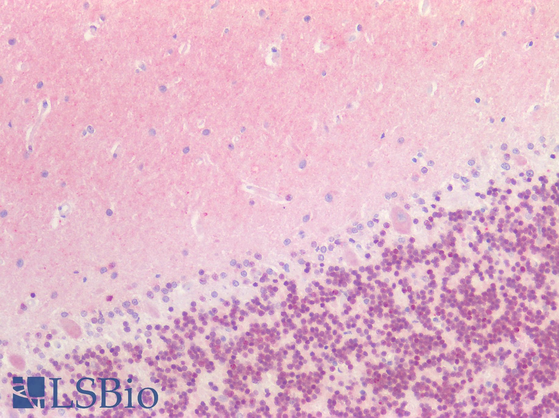 PathPlus™ Polyclonal Rabbit anti-Mouse PAX6 Antibody (IHC, WB)
