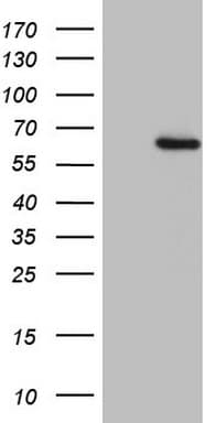 OSGIN2 Antibody (aa1-250, clone OTI1C7, Carrier-free)