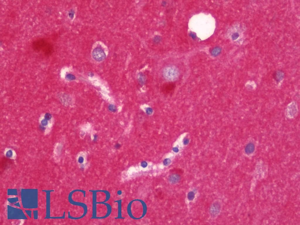 IHC-plus™ Alpha SNAP Antibody (aa78-295)