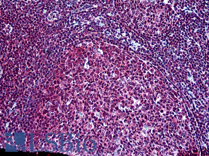 IHC-plus™ Polyclonal Goat anti-Human SH3KBP1 / CIN85 Antibody (aa2-14, IHC)