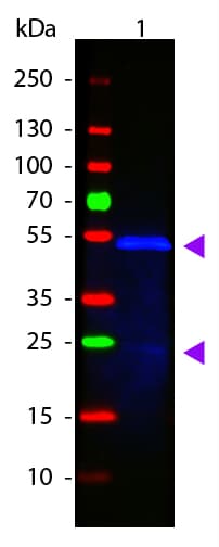 Polyclonal Goat Anti-Mouse IgG1 Secondary Antibody (Atto 488, IF, WB)