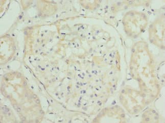 Polyclonal Rabbit anti-Human HGD Antibody (IHC, IF)