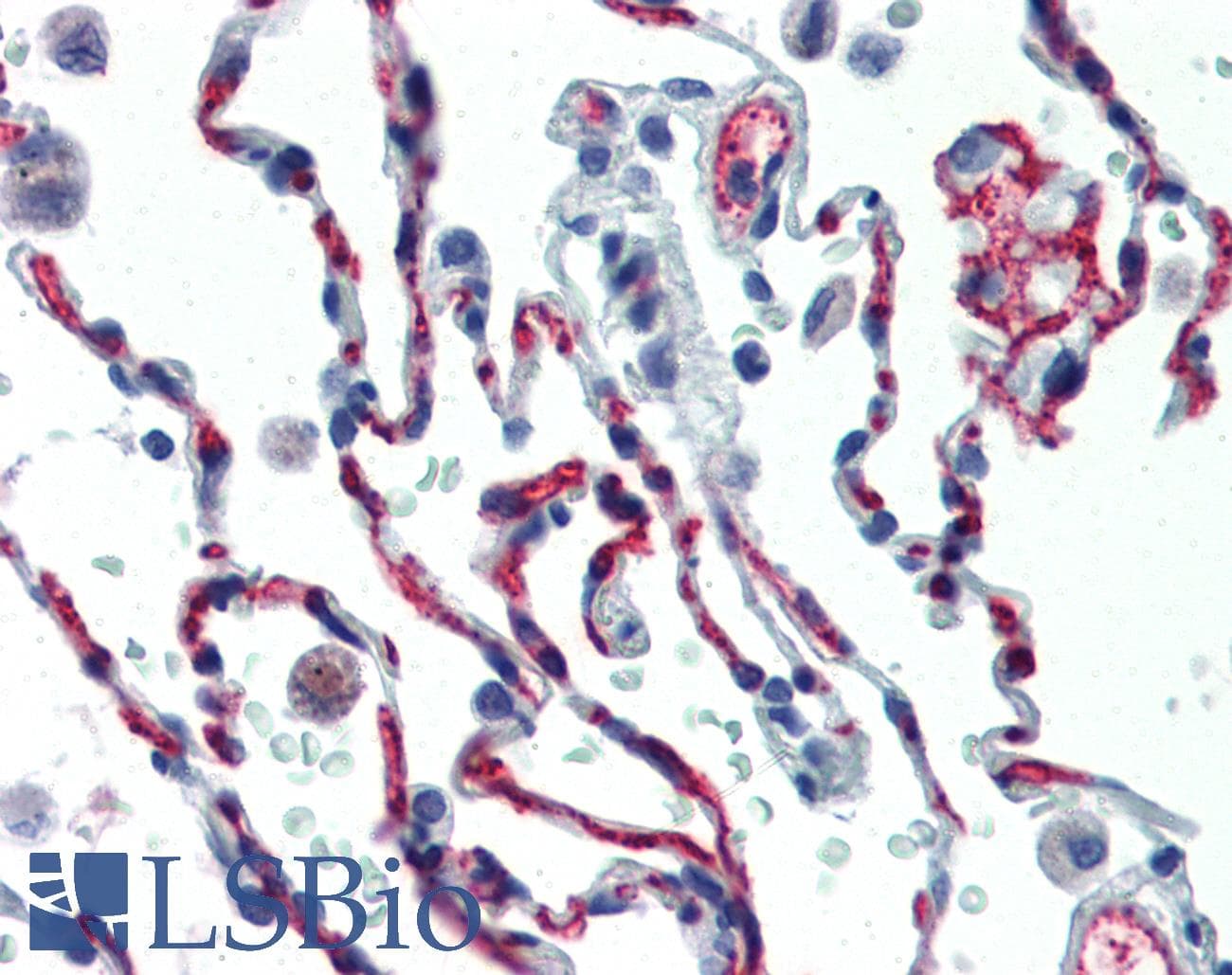 IHC-plus™ Monoclonal Mouse anti-Human CD34 Antibody (FITC, IHC)