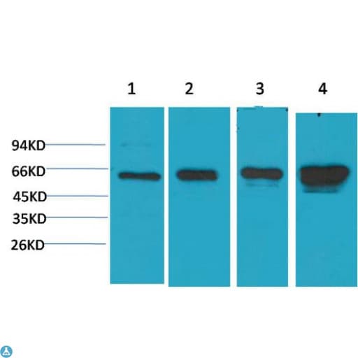 Monoclonal Mouse anti-Human PRKAA1 / AMPK Alpha 1 Antibody (IHC, WB)