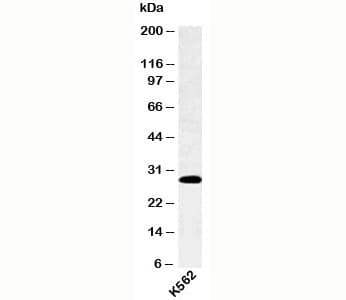 SPIB Antibody (C-Terminus)