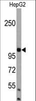 AMBRA1 Antibody (aa27-55)